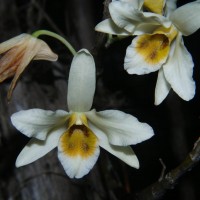 Trichoglottis quadriga Atthan., C.Bandara, Peiris & Kumar